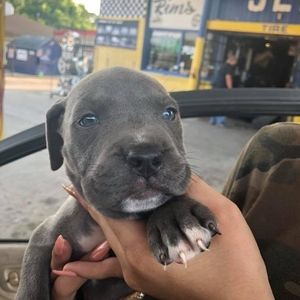 Meet your Posher, Ivy